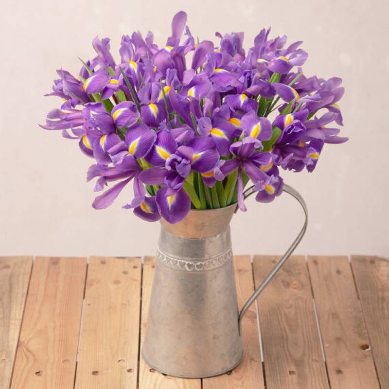 Iris Delight