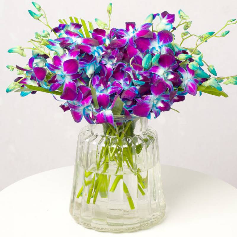 Blue Galaxy Orchids Large