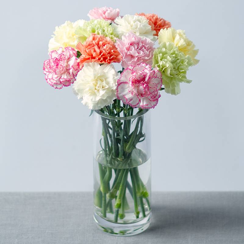 12 Carnations with Gypsophila