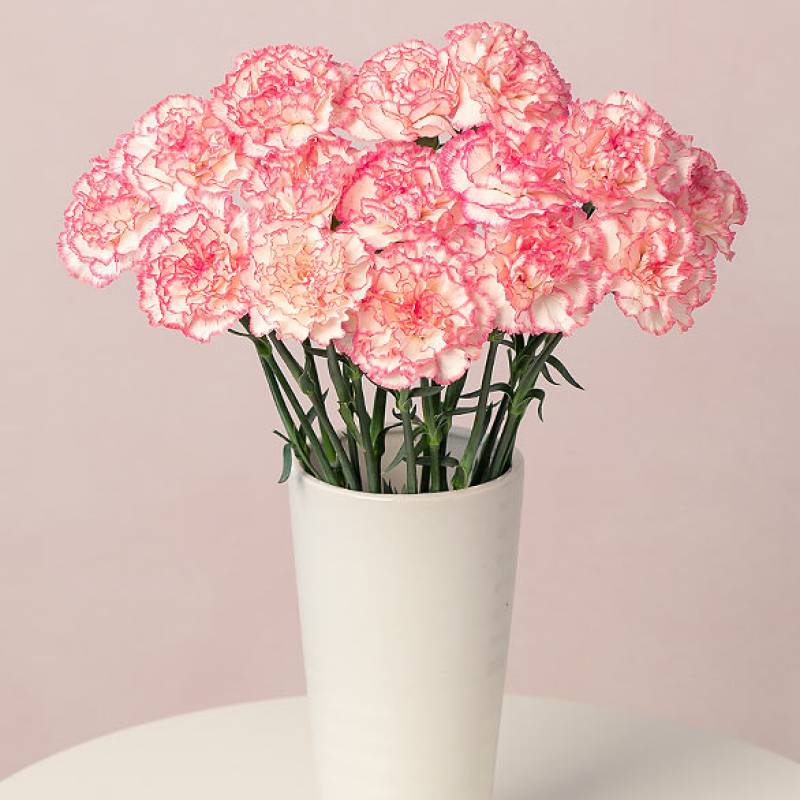 Candyfloss Pink