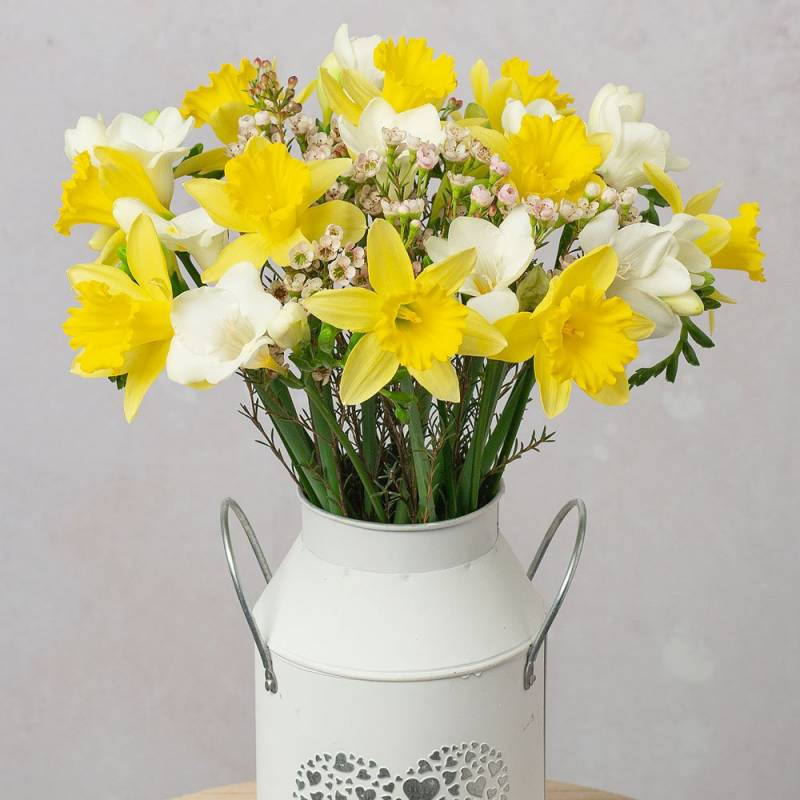 Daffodils & Freesias