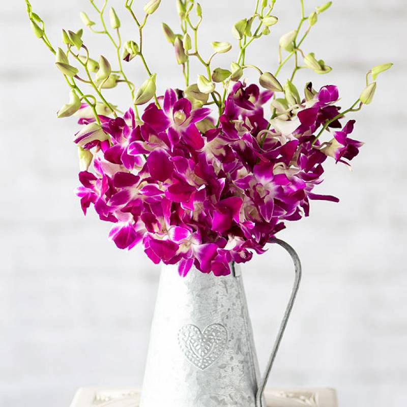 Oriental Orchids