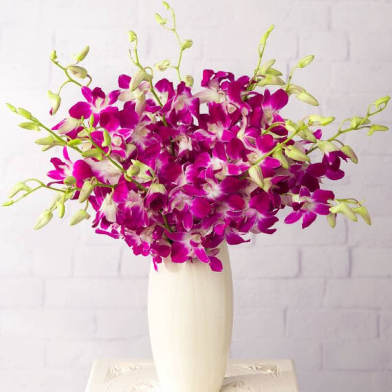 Oriental Orchids Large