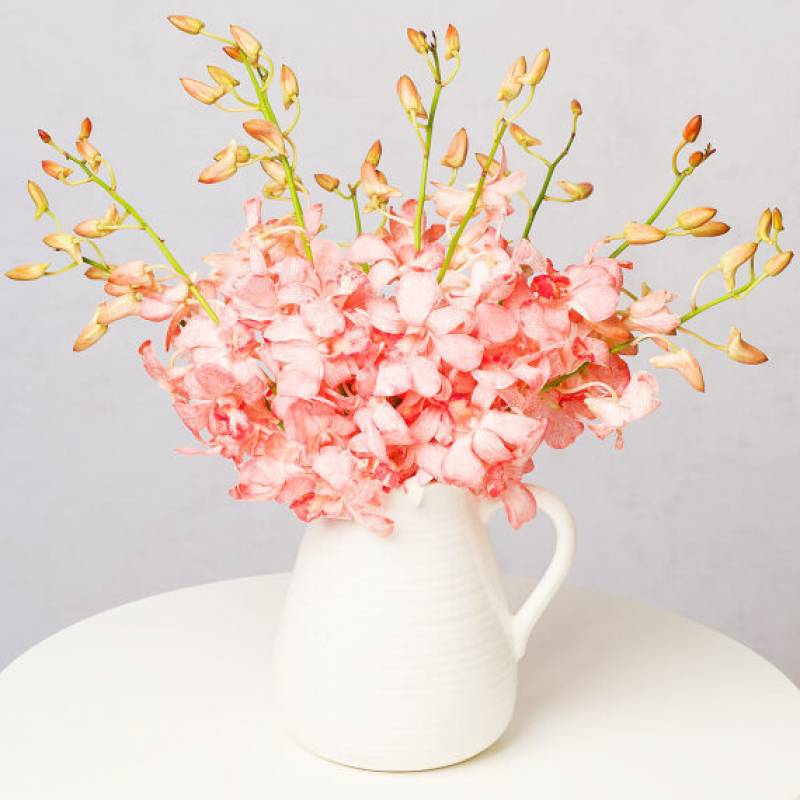 Pink Orchids