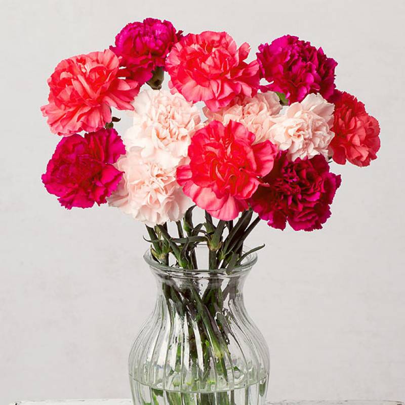 Pink Medley