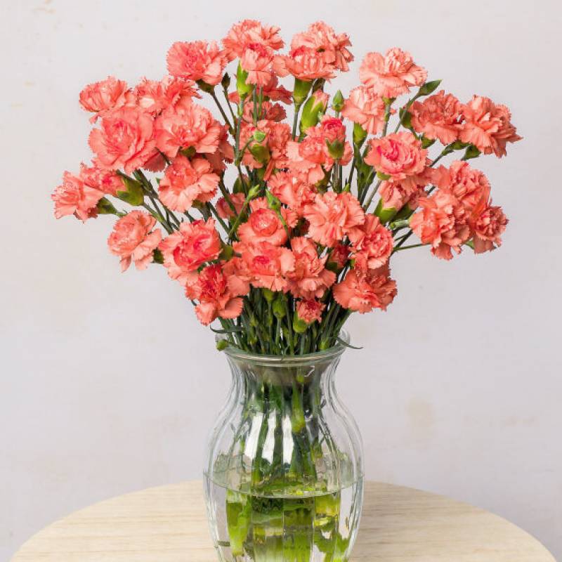Simply Spray Carnations