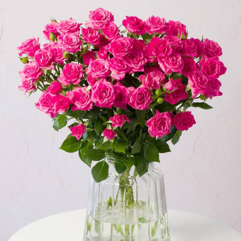 Pink Spray Roses