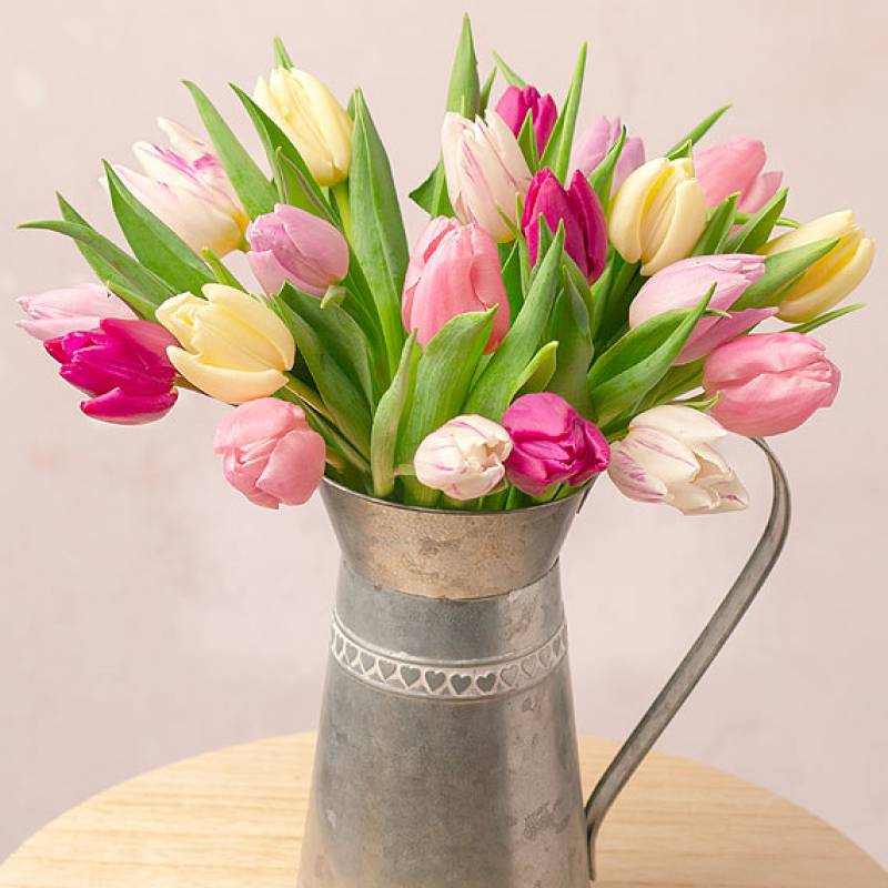 Spring Tulips