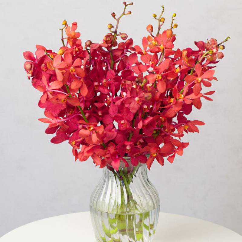 Ruby Red Letterbox Orchids 