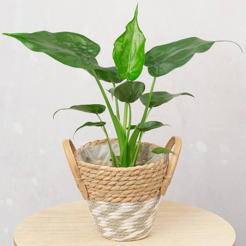Hooded Dwarf Elephant Ear