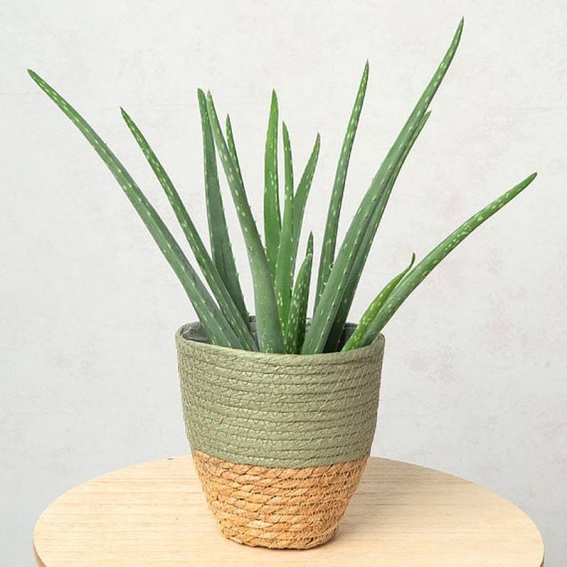 Aloe Vera