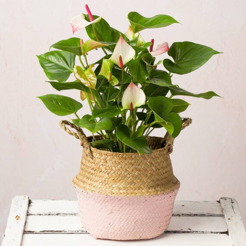 Ombre Elegance Anthurium