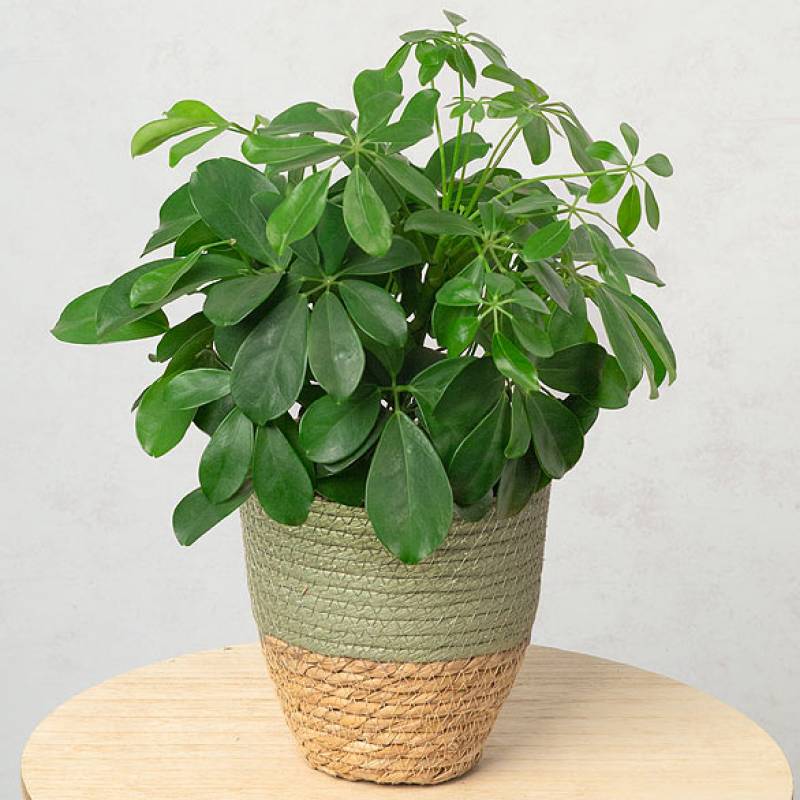 Umbrella Plant