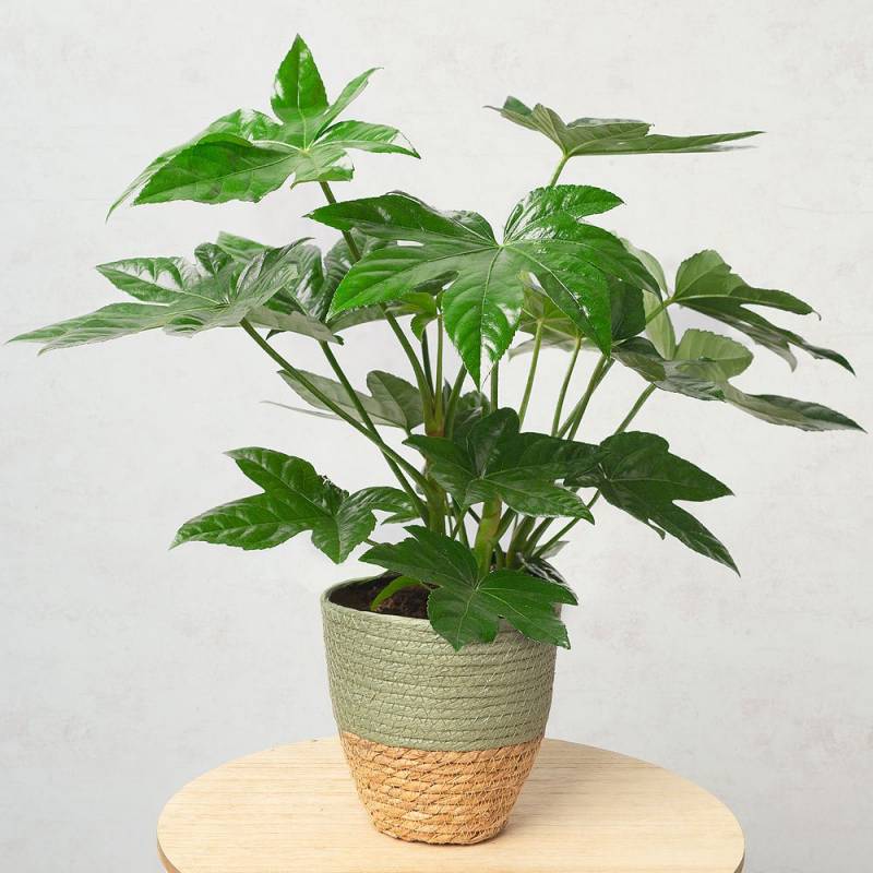 Aralia Plant