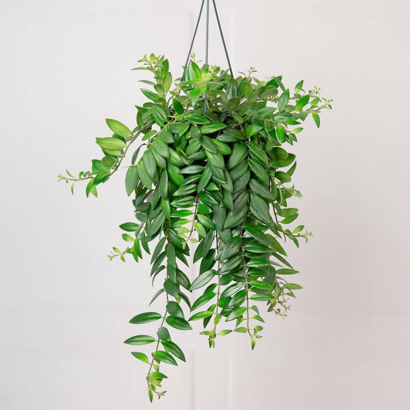 Lipstick Hanging Plant