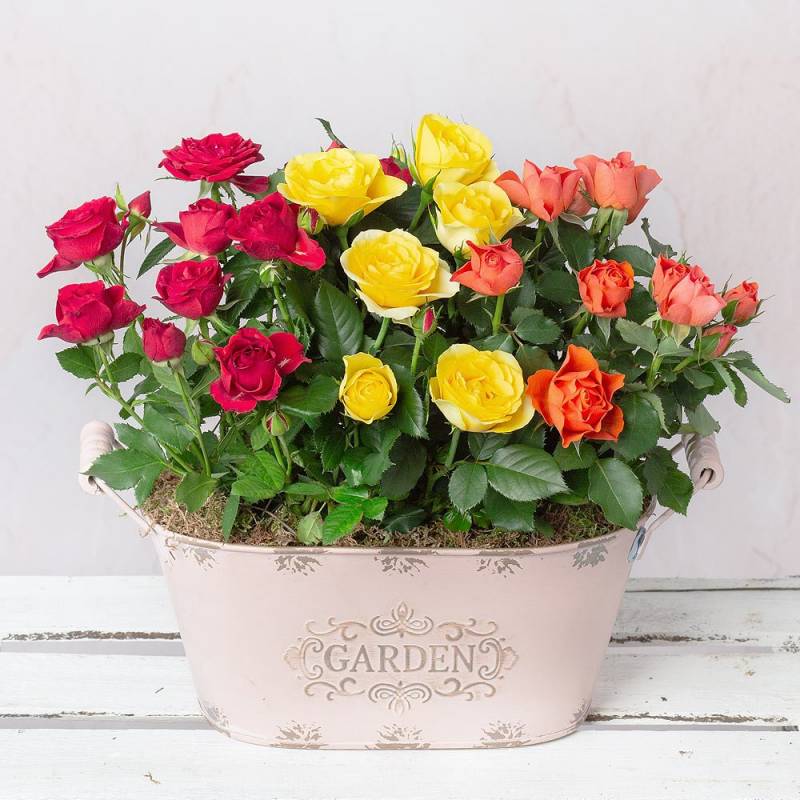 Autumn Rose Trio