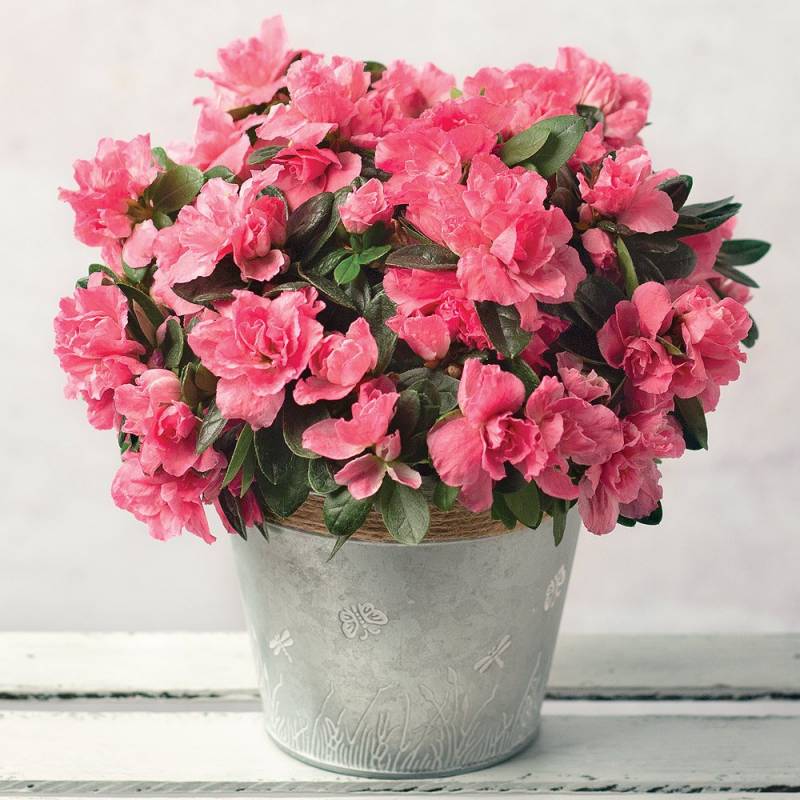 Pink Azalea with Zinc Pot