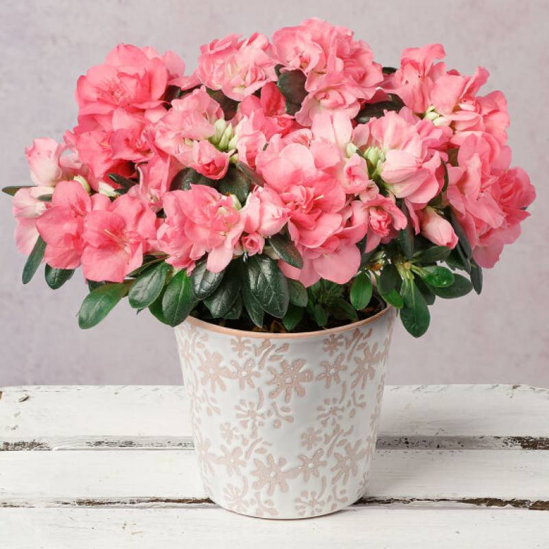 Pink Azalea in Pink Ceramic Pot
