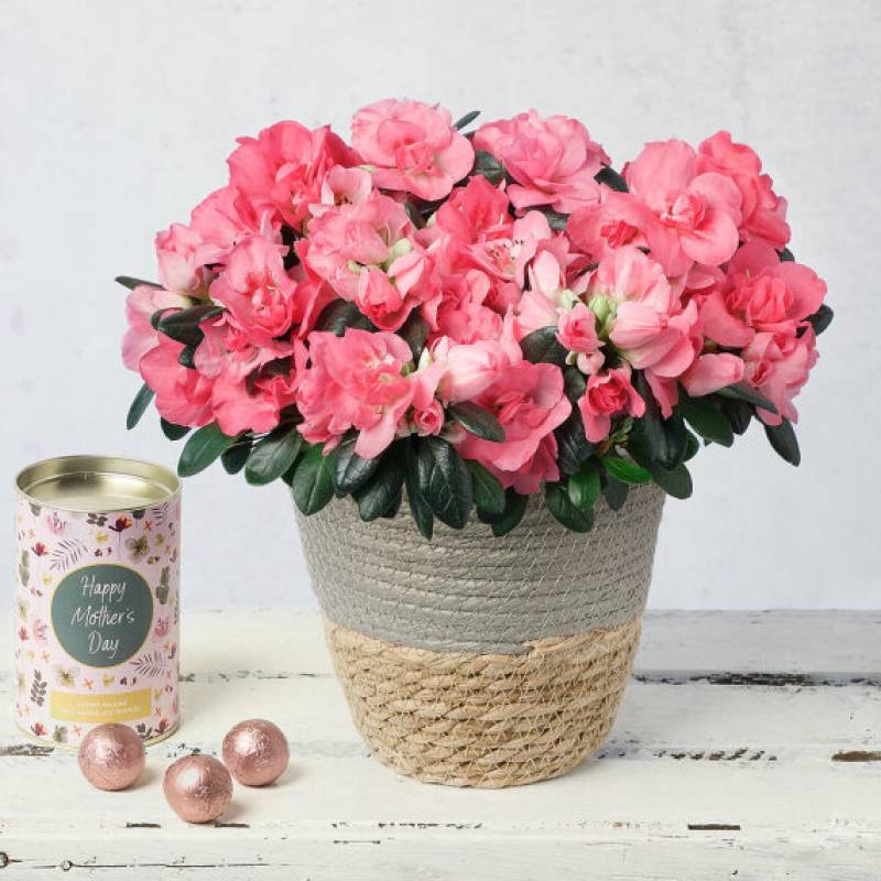 Mother's Day Azalea Gift