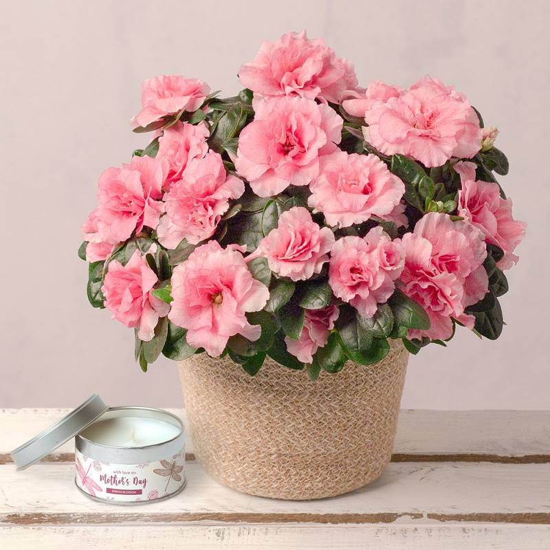 Pink Azalea and Mother's Day Candle