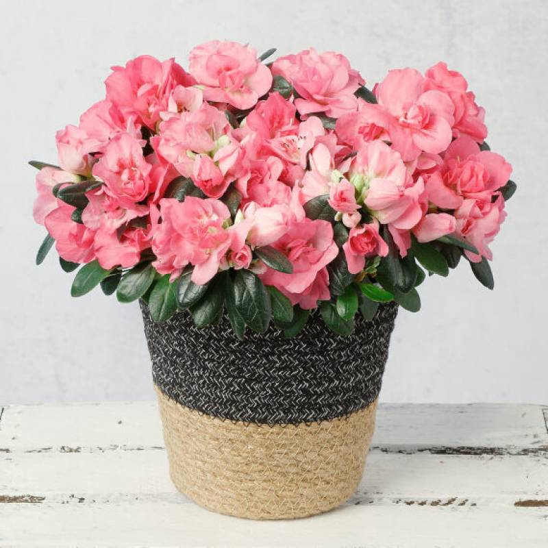 Pink Azalea in Jute Pot