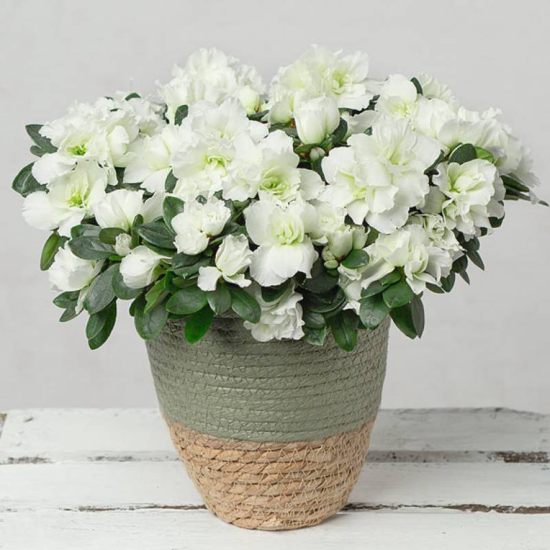 White Azalea in Two Tone Pot