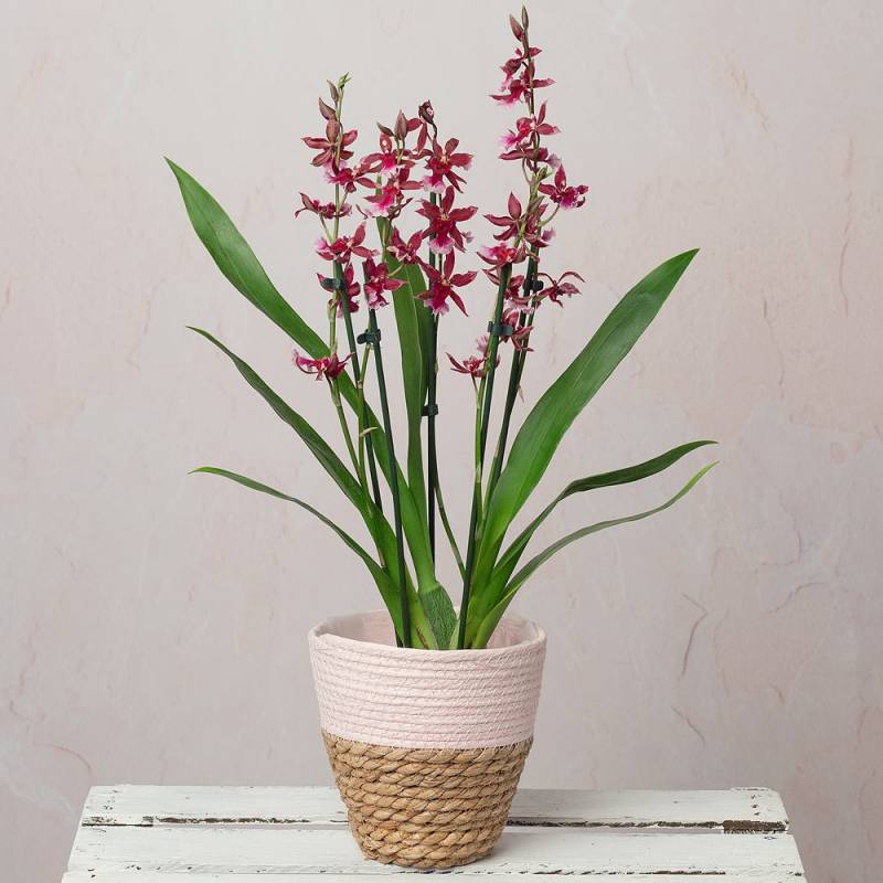 Fragrant Cambria Orchid