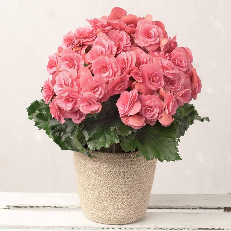 Pink Begonia in Jute Pot