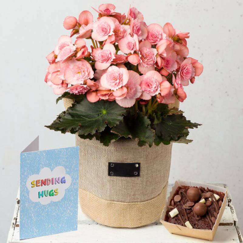 Thinking of You Begonia Gift
