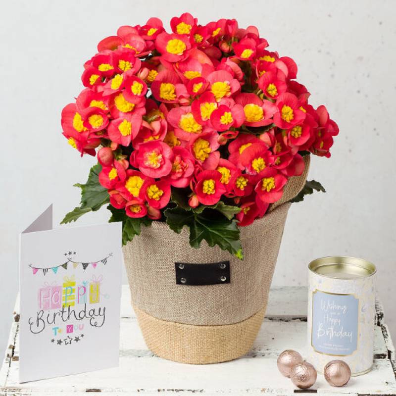 Begonia Happy Birthday Gift