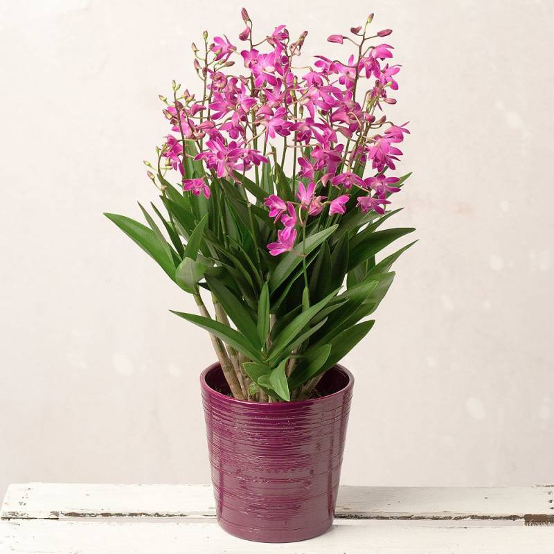 Berry Oda Orchid Plant