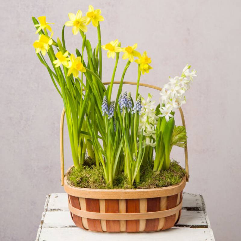 Spring Bulb Basket