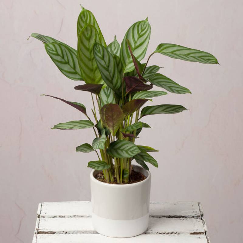 Calathea In Ceramic Pot