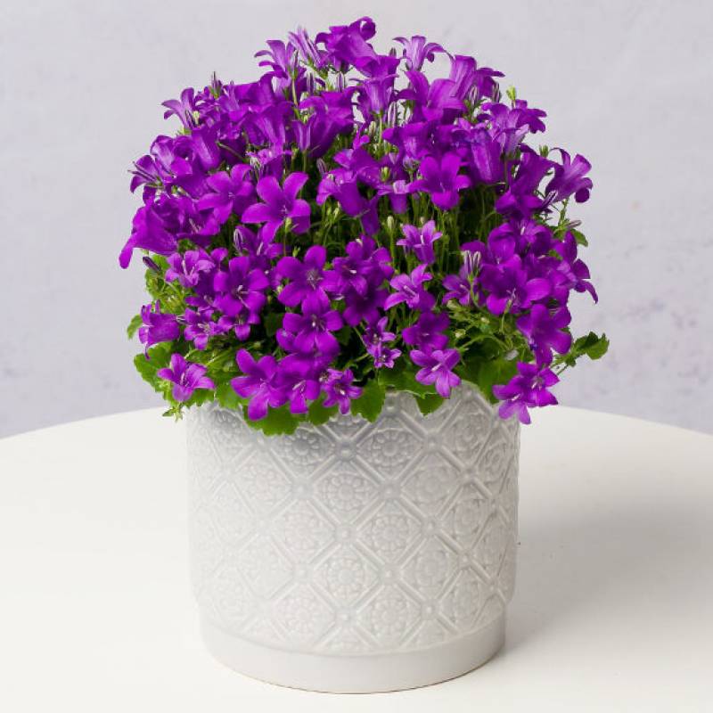 Cottage Campanula