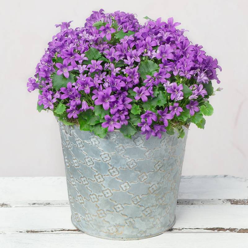 Purple Campanula in Zinc Pot