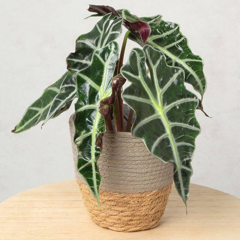 Elephant Ear Plant