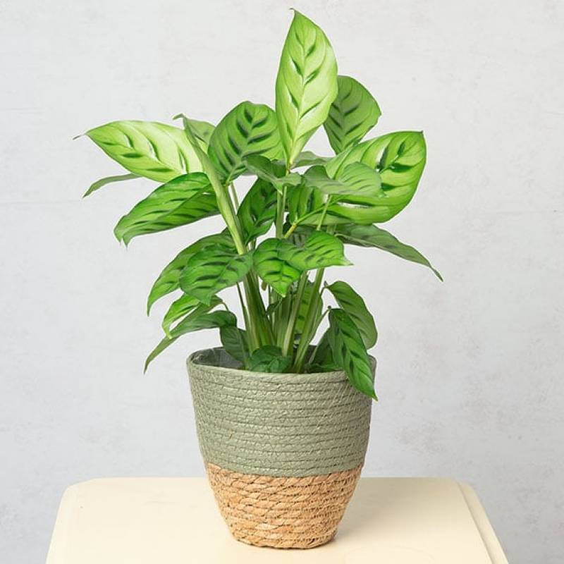 Calathea Plant
