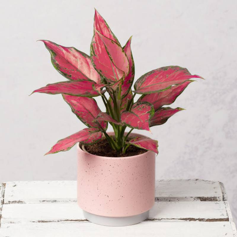 Chinese Evergreen Plant