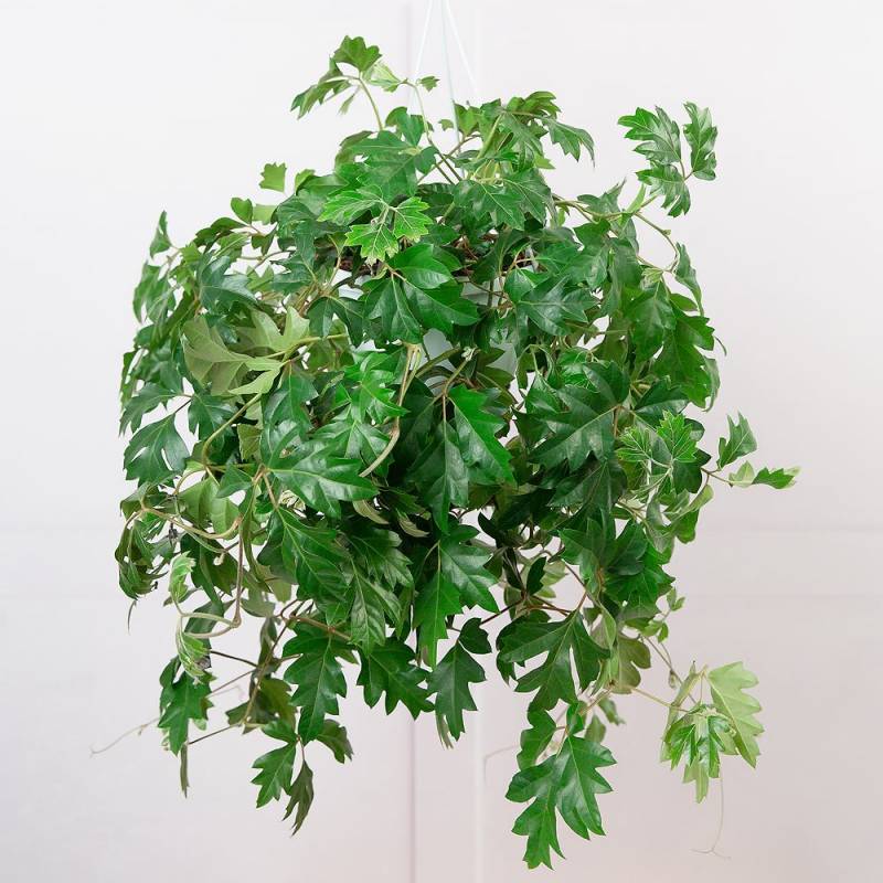 Grape Ivy Hanging Plant