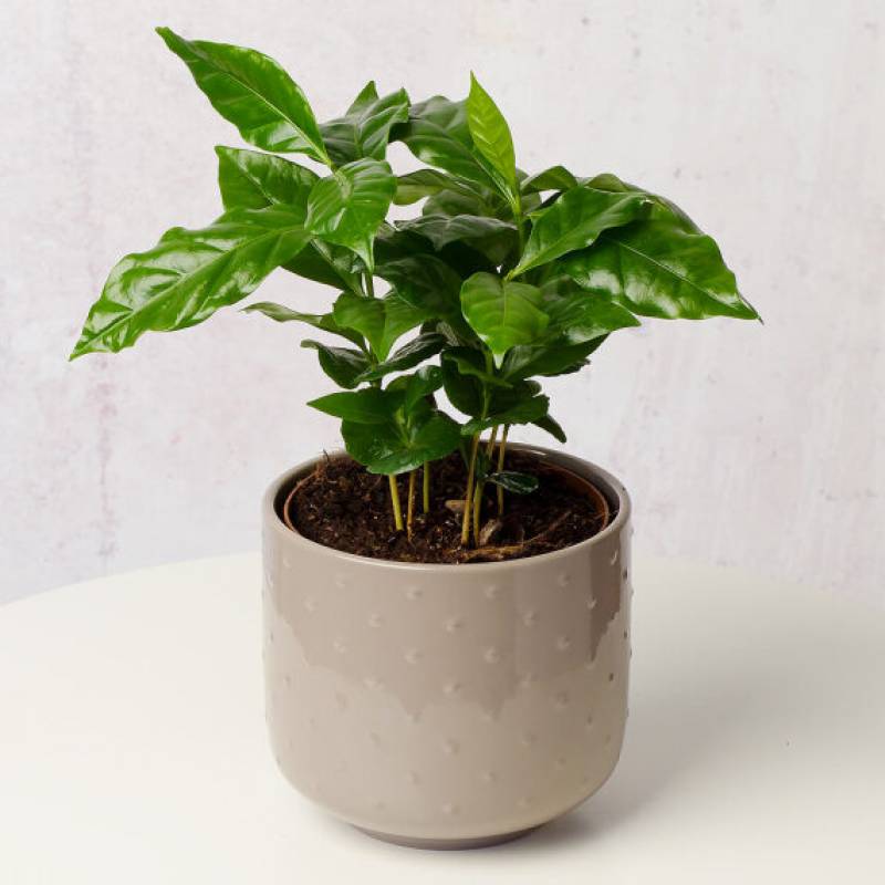 Coffee Plant in Ceramic Pot