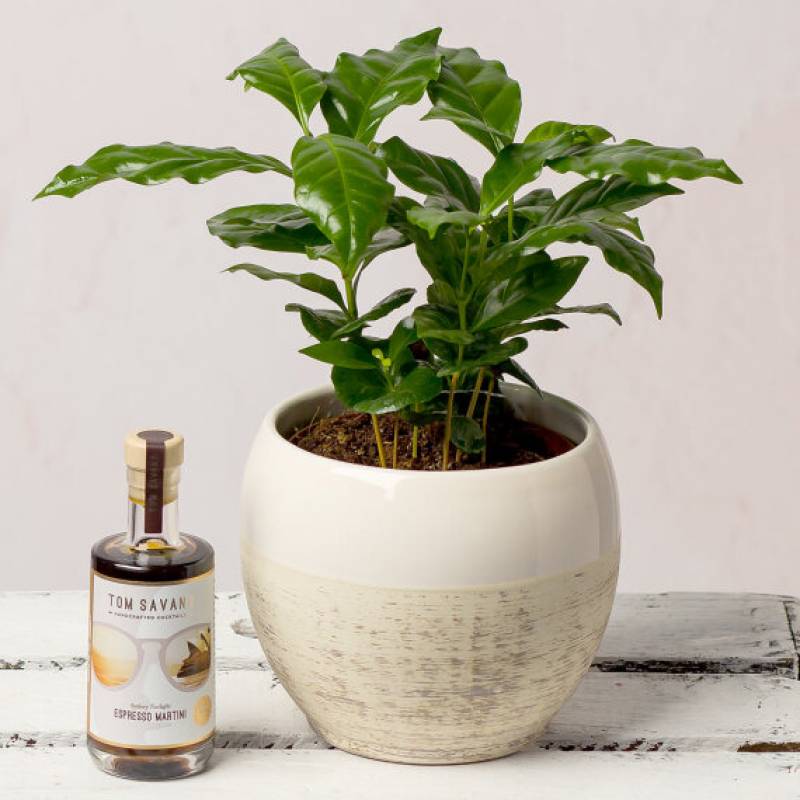 Coffee Plant and Cocktail Gift