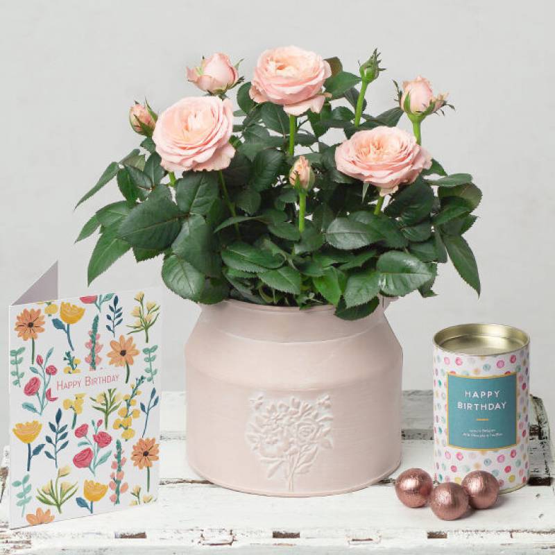 Happy Birthday Rose Gift