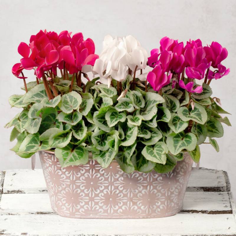 Cyclamen Trio
