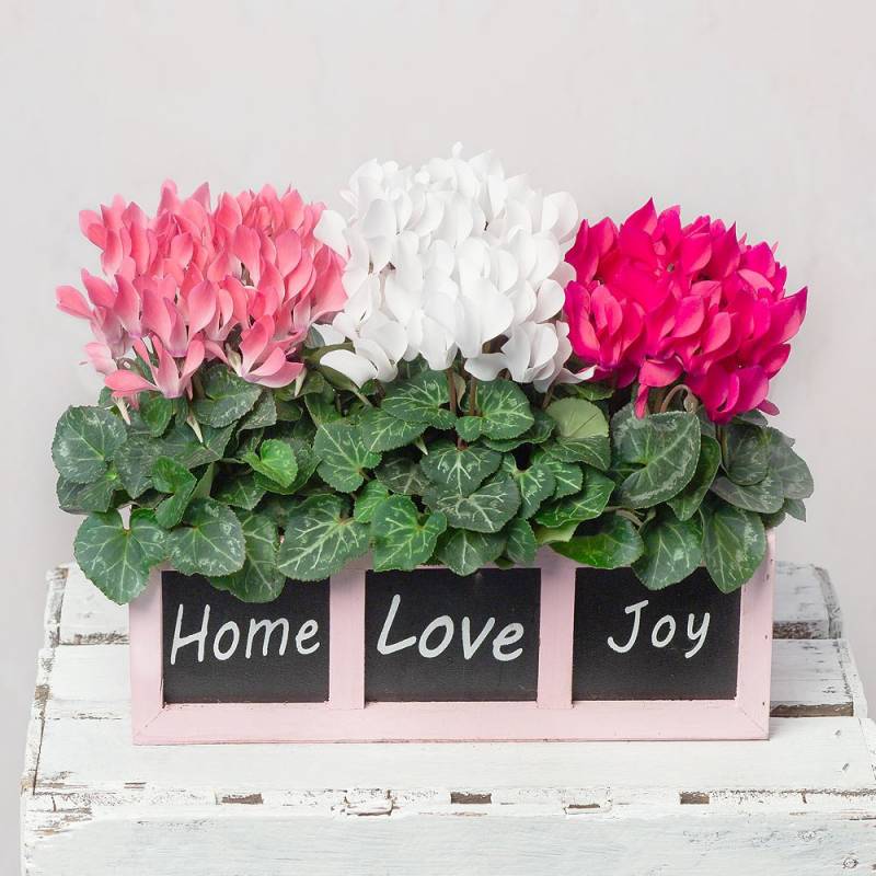 Home, Love, Joy Cyclamen Planter