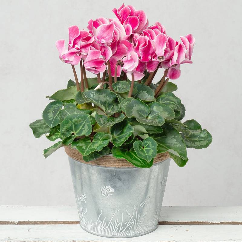 Pink Cyclamen in Zinc Pot