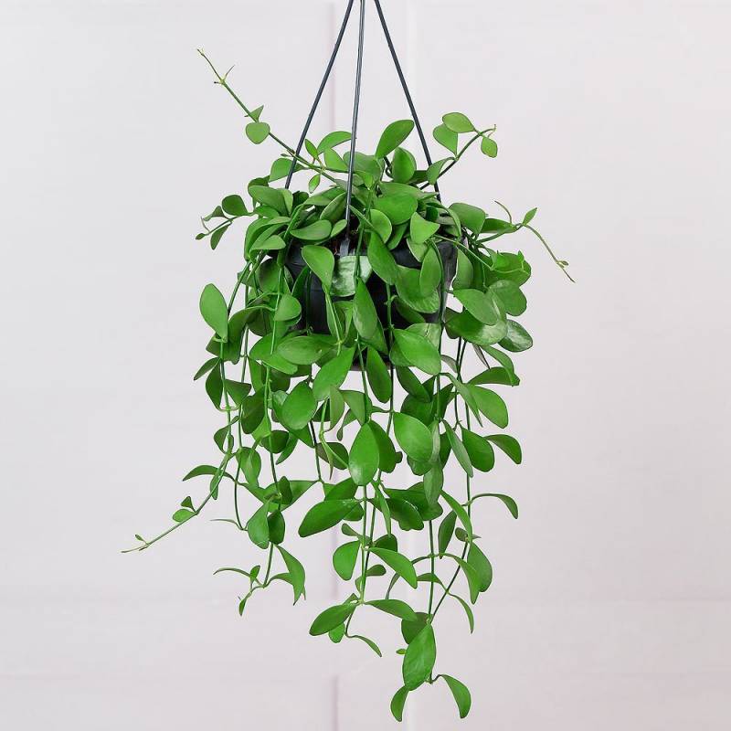 String of Nickels Hanging Plant