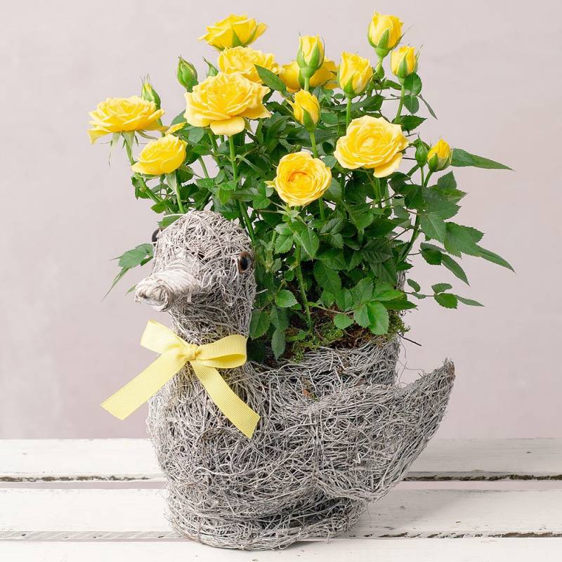 Rose Duck Planter