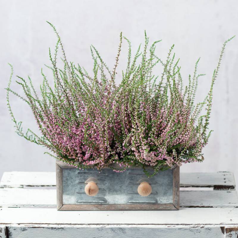 Heather Duo Planter