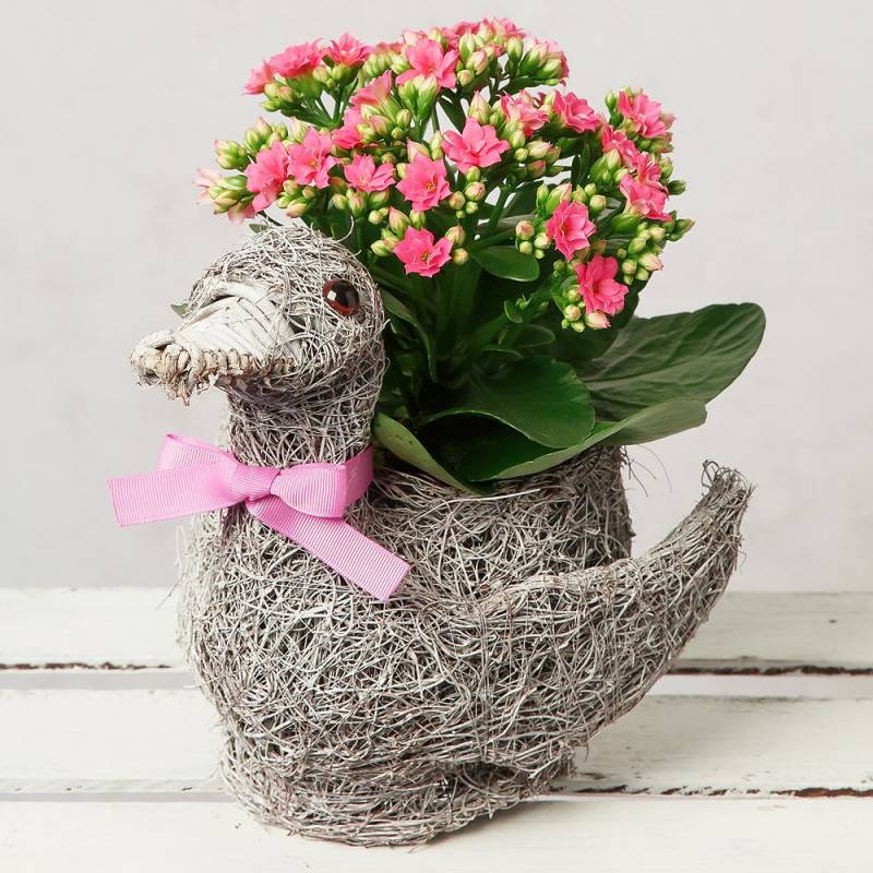 Kalanchoe Duck Planter