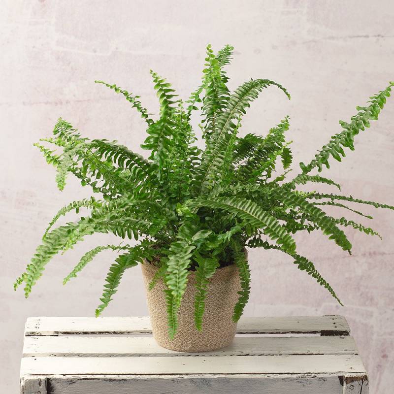 Fern Plant